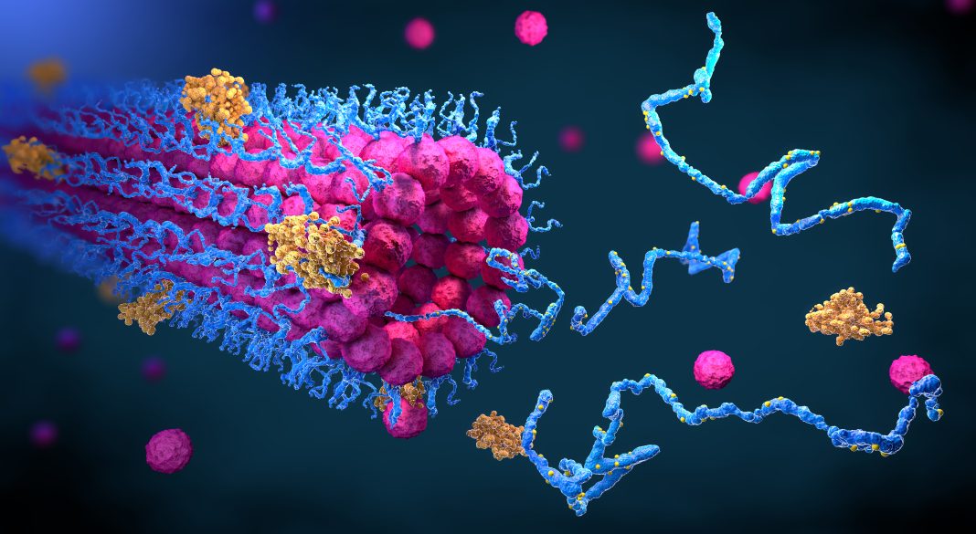 Protein enzymes fold into their structure to fulfill their function - 3d illustration