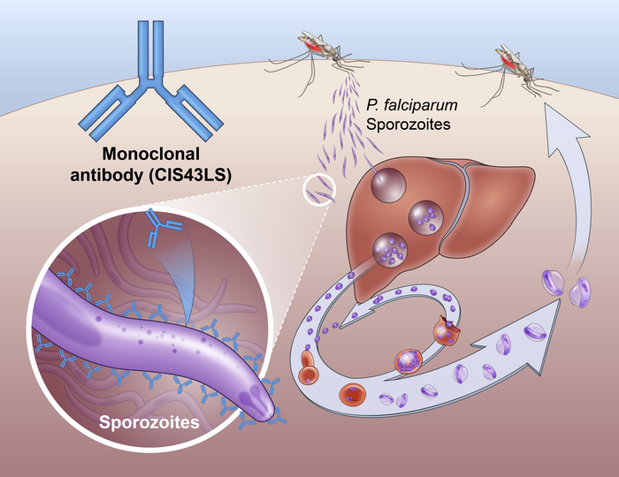 Single Dose of Monoclonal Antibody Prevents Malaria Infection in Phase II Study