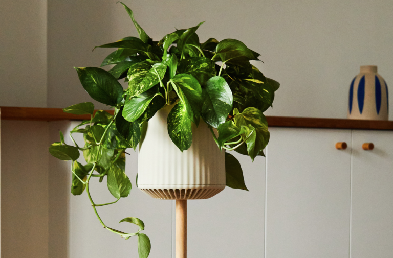 Neoplants Hopes to Curb Indoor Air Pollution with Bioengineered House Plants