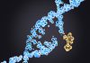 Antioxidant Enzymes Come to the Rescue of DNA Damage