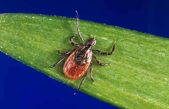Lethal, Tick Borne, Hemorrhagic Fever Virus May Find Treatment in mAbs