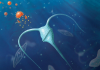 Engineered Nanoparticles Feed Plankton, Could Mitigate Climate Change