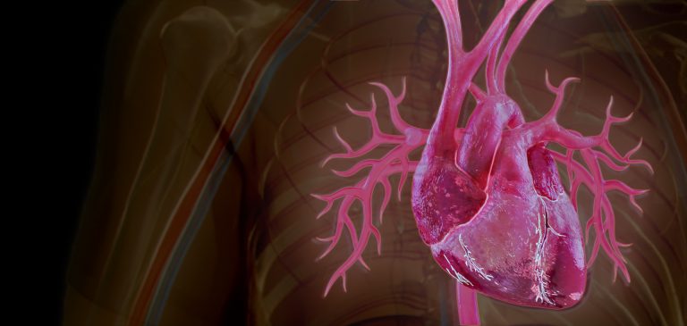 NTT Research, Harvard to Partner on Living, Digital Heart Models