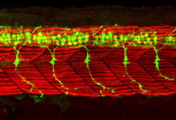 Nerve cells in a zebrafish