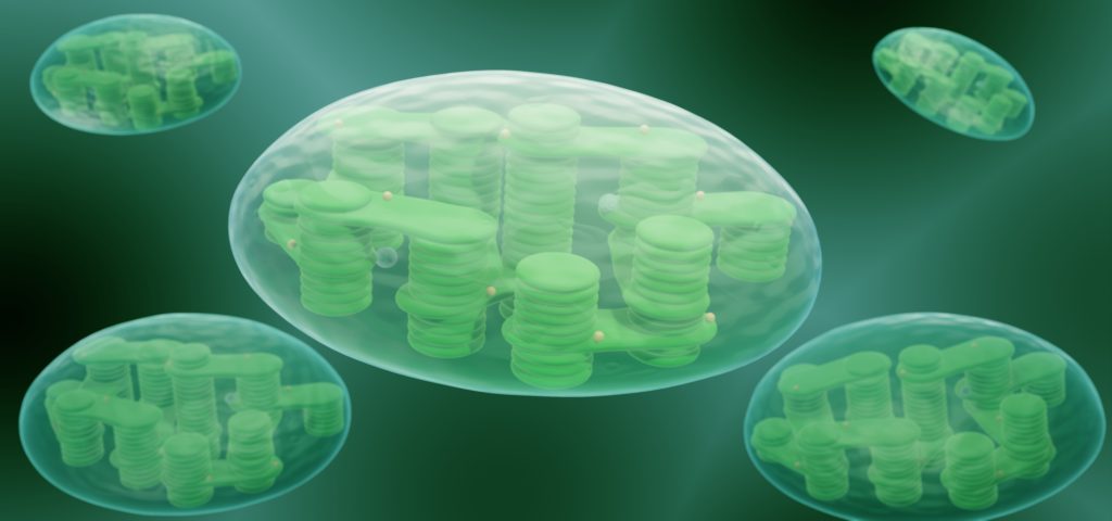 Chloroplasts
