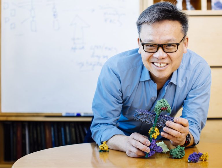 Synthetic Cell Adhesion Molecules Customize Cell–Cell Interactions