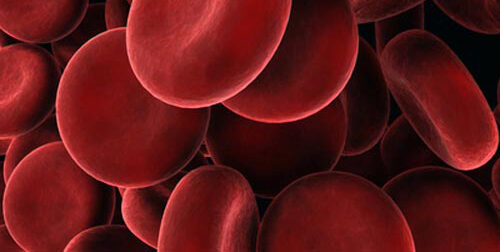 Universal Donor Blood Significantly Closer Thanks to Enzymes Found in Gut Bacteria