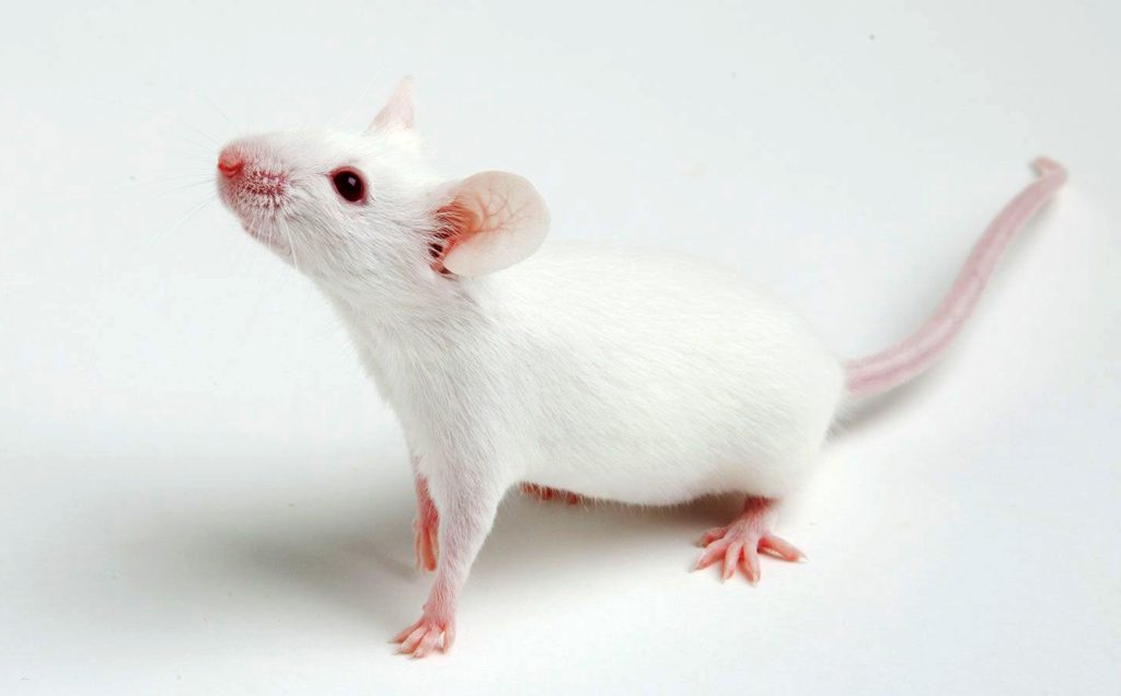 Mouse Model