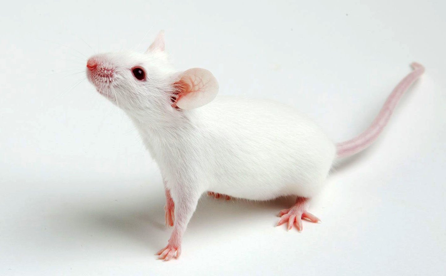 Three Ways CRISPR Is Making Animal Research Models More Predictive