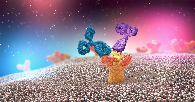 Rapid Antibody Discovery: A Case Study in Optimization and Validation