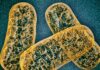 Rewired Mitochondria Help Mice Boost Immune Response to Tumors
