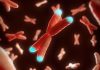 Shorter Telomeres in White Blood Cells Linked to Higher Risk of Dementia