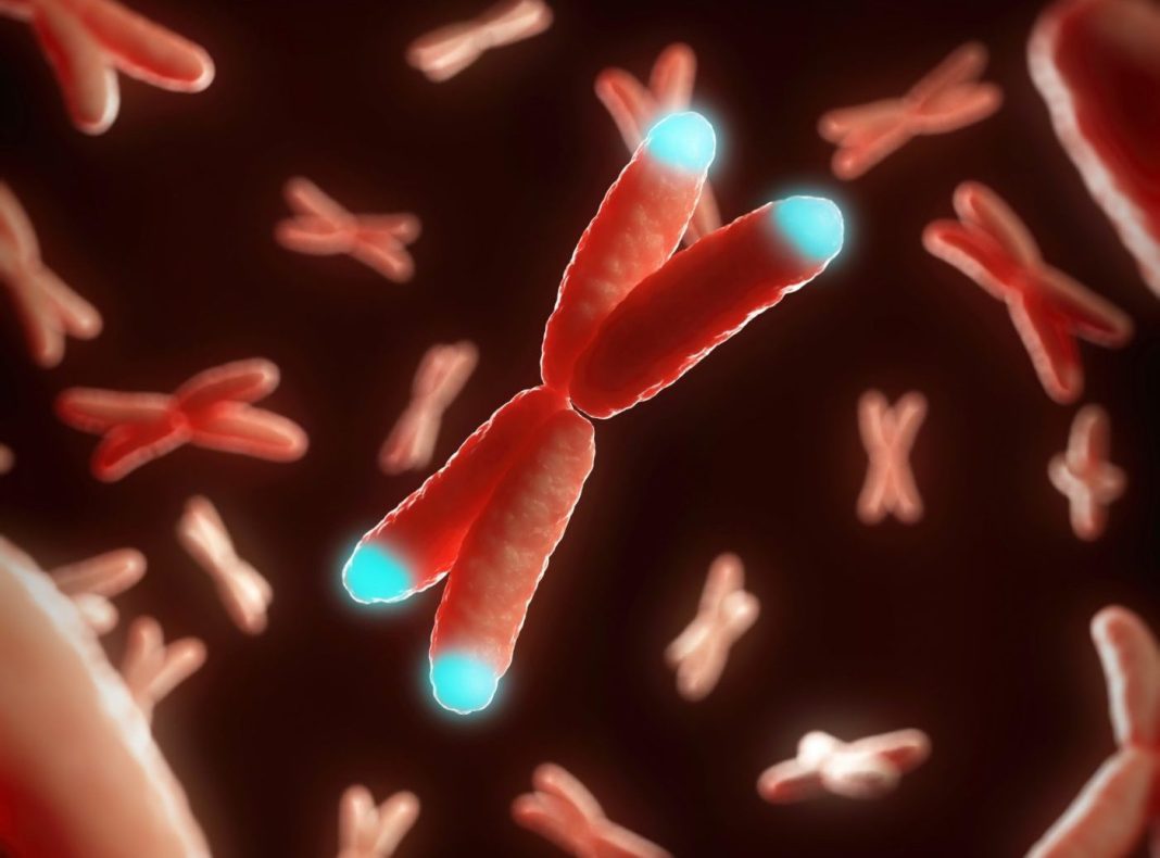 illustration of telomeres