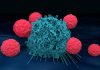 Cancer Immunotherapy Hampered by T Cell Inhibitory Checkpoint VISTA Protein