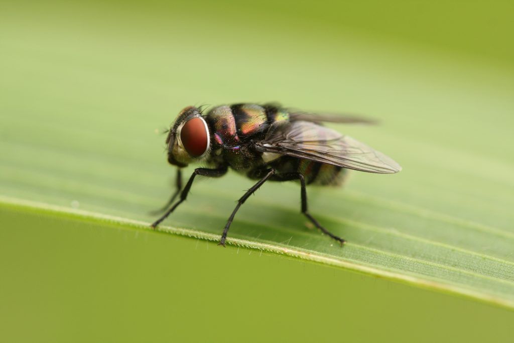 tsetse fly