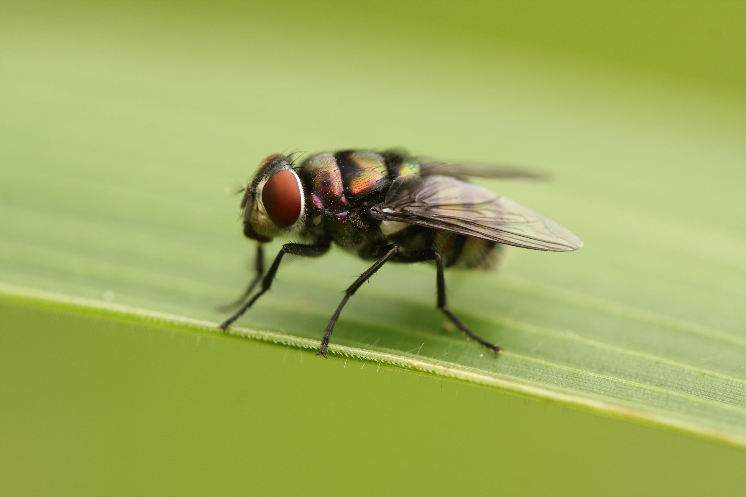 Tsetse Fly Volatile Pheromones Could Treat Diseases They Spread