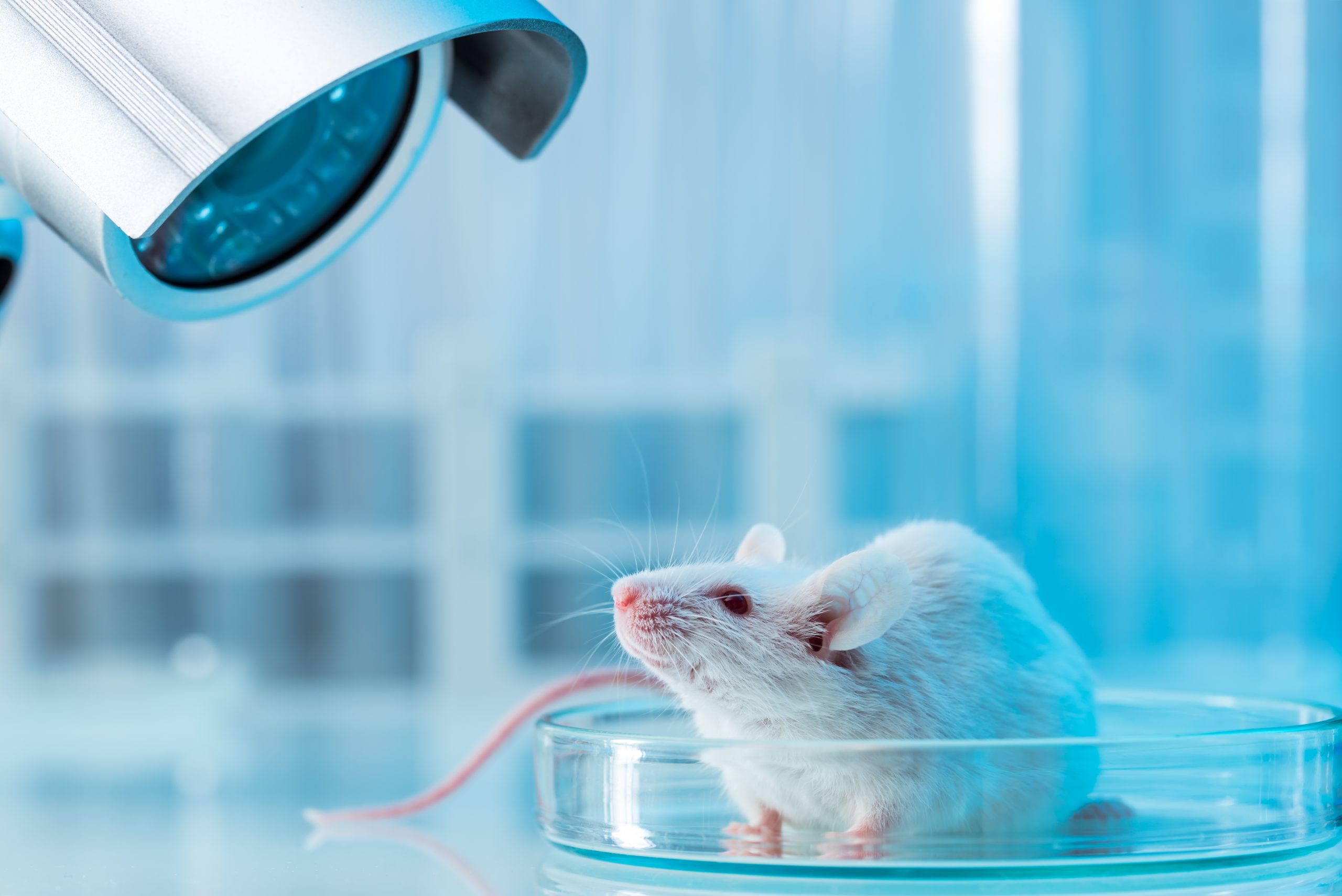 How Well Do Mouse Models Mimic Human Disease?