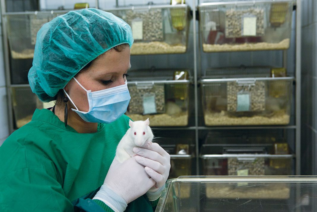 scientist holding a white rat