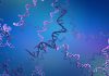 Long-Lived RNA in Nerve Cells Can Last a Lifetime