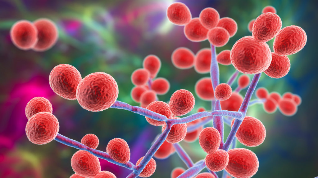 Immune Pathway Identified That Prevents C. albicans Infection from Becoming Deadly