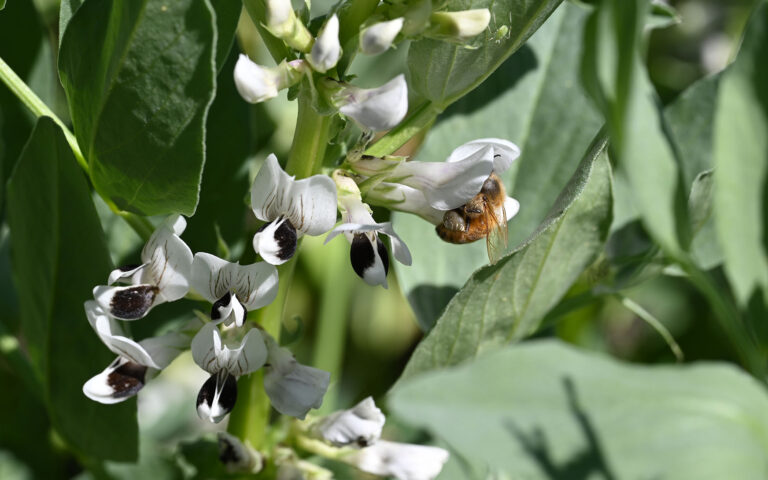 Legume’s Giant Genome Sequenced for First Time