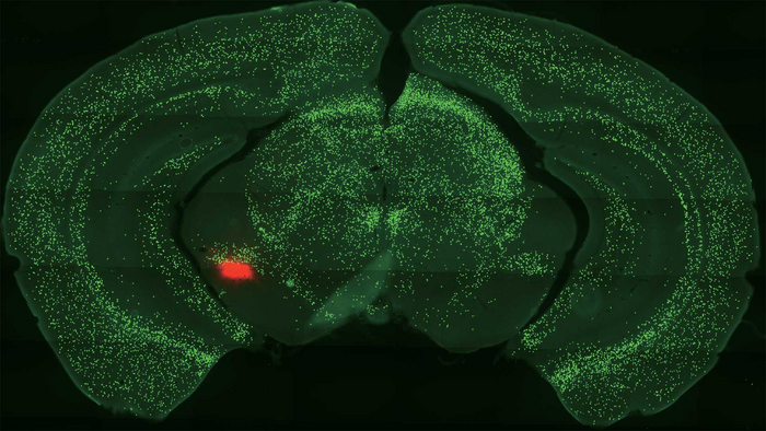 Brain’s Threat/Reward Pathways May Lead to New Drugs for Anxiety, Addiction