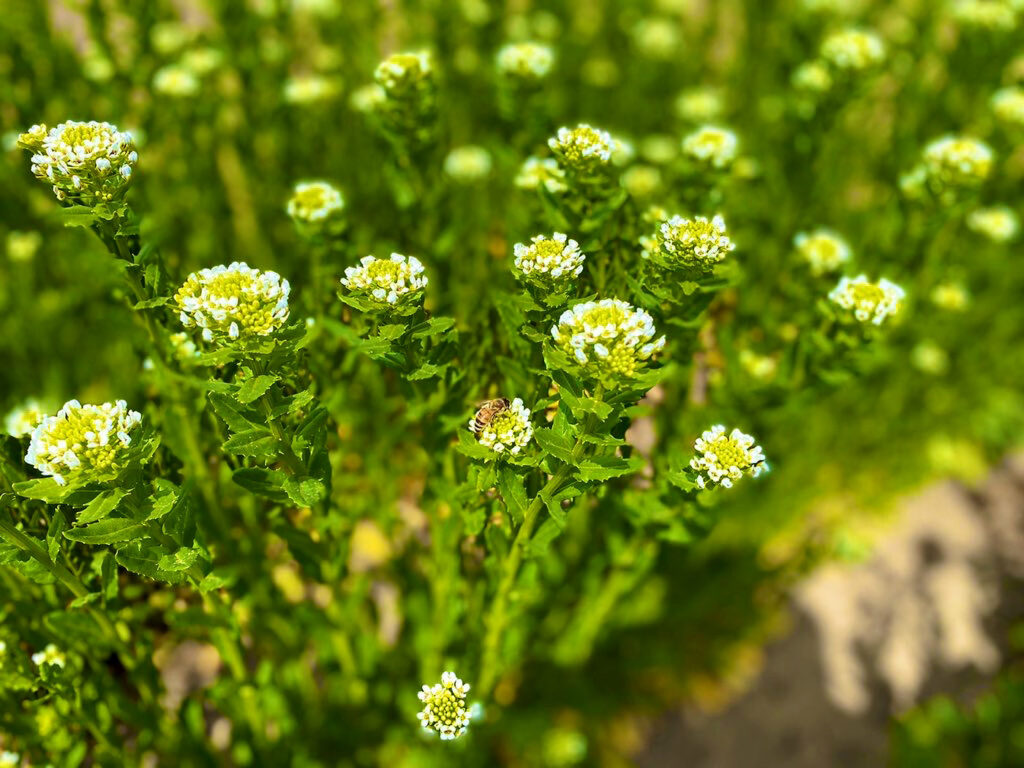 pennycress 