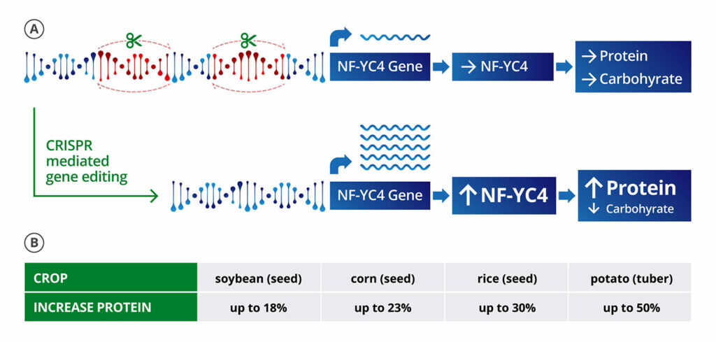 gene editing technology to increase the protein density of crops such as soybeans