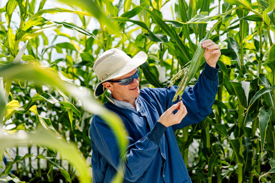 Timothy Kelliher, PhD, researcher at at Syngenta Seeds inspecting crop
