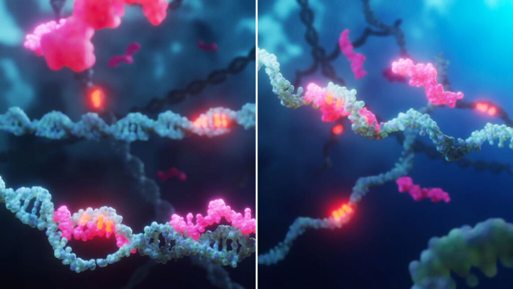Peptide Backbone