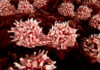 Bone Marrow Adjusts Blood Cell Production Depending on Stress, Bone Type