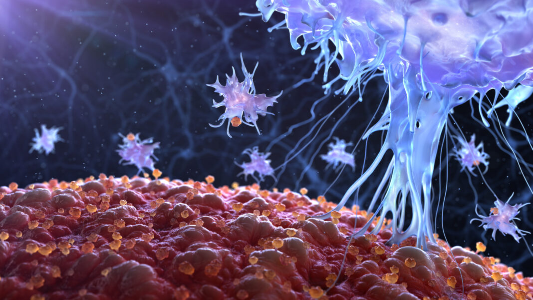 immune cells recognize and attack cancer