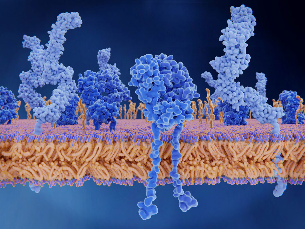 T-cell receptors (dark blue), CD4 molecules (light blue), glycolipids (orange). The T-cell receptor activates the immune response to antigens in T-lymphocytes