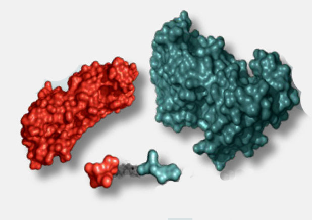Protein Knockdowns May Obviate Genetic Knockouts
