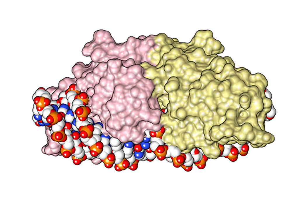 The crystal structure of I-CreI,