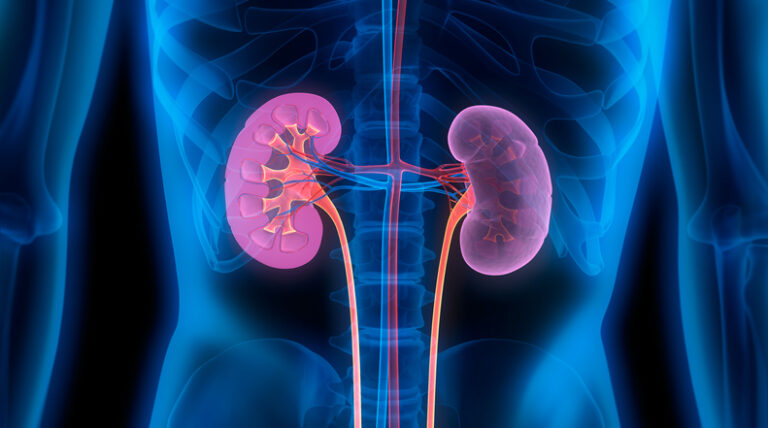 Kidney Scarring Could Be Prevented by Well-Timed Deactivation of SOX9