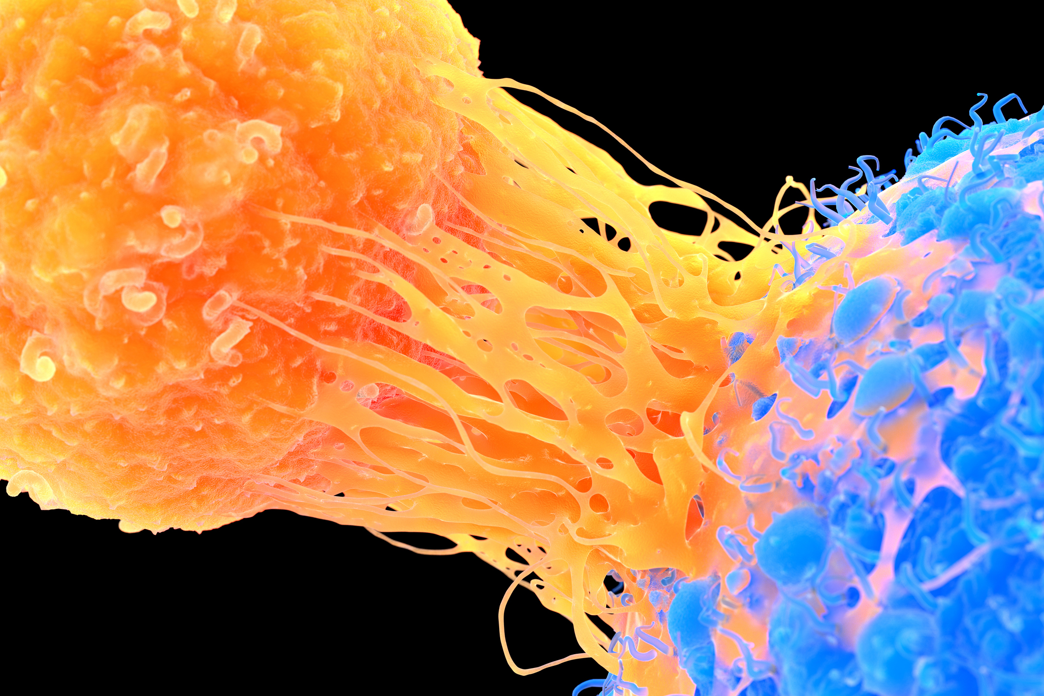 T-cell attaching to cancer cell
