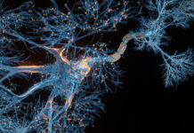 Neurons Disrupt Metabolism Following Spinal Cord Injury