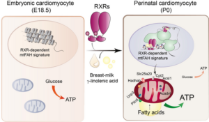پس از تولد، GLA RXR را در کاردیومیوسیت های پس از تولد فعال می کند.  این منجر به فعال شدن برنامه‌های ژنتیکی می‌شود که اطمینان حاصل می‌کند که میتوکندری کاردیومیوسیت بالغ شده و از لیپیدها به عنوان منبع انرژی برای تولید ATP استفاده می‌کند.  این انطباق متابولیک اطمینان حاصل می کند که میوکارد انرژی کافی برای حفظ ضربان قلب در خارج از رحم دارد و در نتیجه بقای پس از زایمان را تضمین می کند.