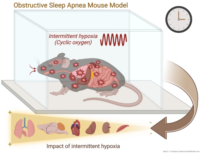 The effects of sleep apnoea on mouse gene expression