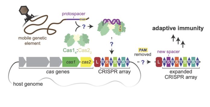 How Cas Enzymes Capture, Trim, and Integrate Foreign DNA