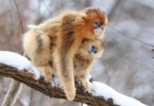 Massive Reference Genome Project Characterizes Primate Variation