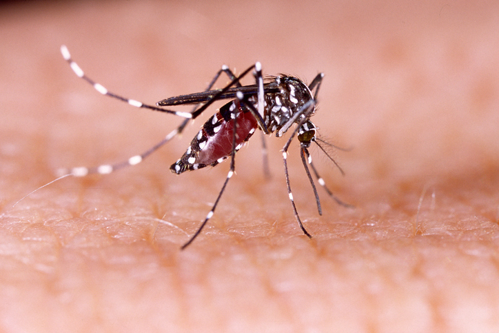 Chikungunya Vaccine Shows Promise in Phase III Trial