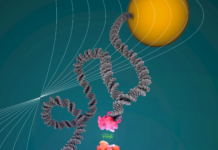 Protein-Protein Binding Forces Assessed at Single Molecule Level Using Sound Waves and DNA Leashes