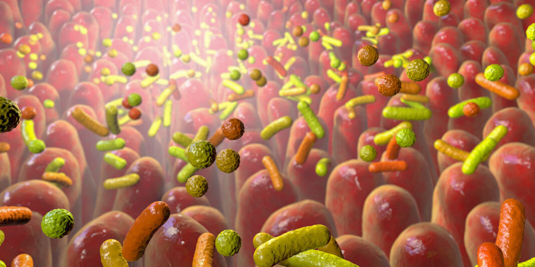 Microbiota of the human intestine