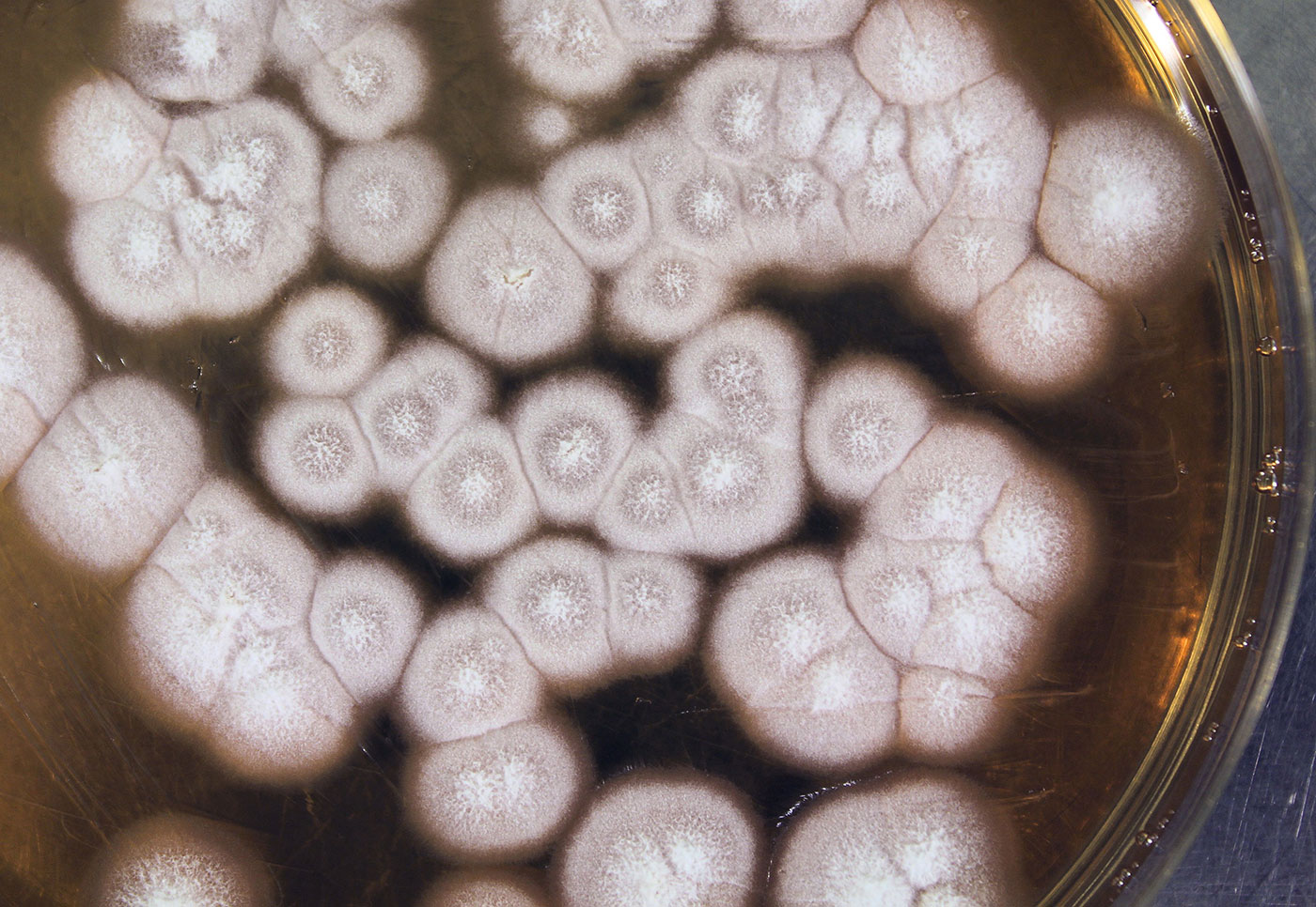 C1 cells in a petri dish