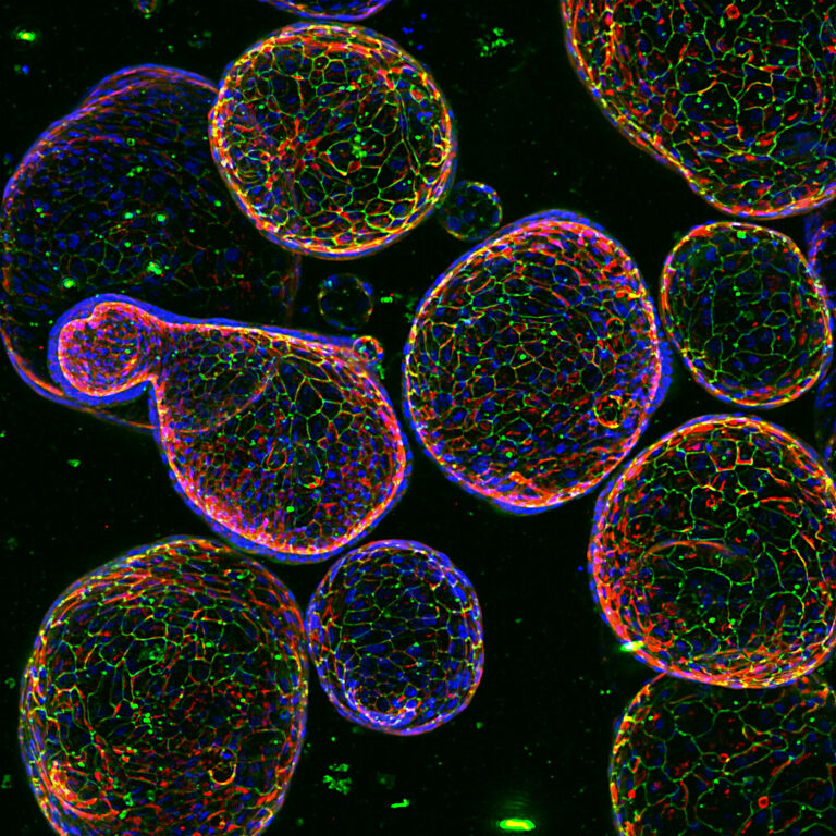 3D Cell Culture In Vitro Modeling Explores New Depths