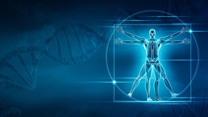 AI Helps to Unveil the Genetic Basis of Human Skeletal Proportions