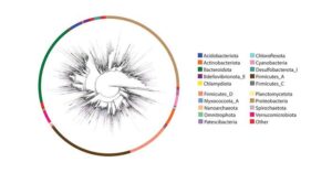 The Greengenes2 phylogeny can be used to identify microorganisms in either 16S or shotgun sequencing data