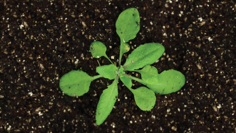 Chromatin Remodeling Mechanism Uncovered in Arabidopsis